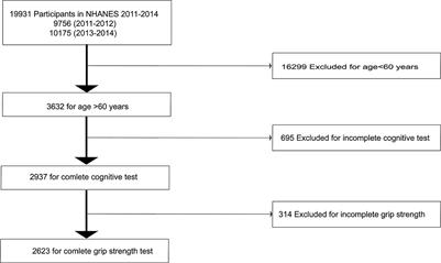 Association between grip strength and cognitive impairment in older American adults